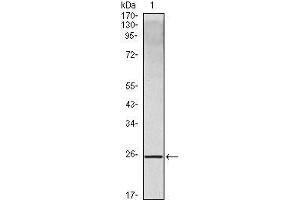 Western Blot showing IL10 antibody used against IL10 recombinant protein. (IL-10 antibody)