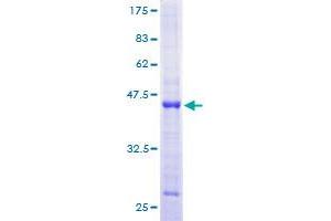 PRIM2 Protein (AA 1-158) (GST tag)