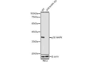 Western blot analysis of extracts from wild type(WT) and p38 MAPK knockout (KO) HeLa cells, using p38 MAPK antibody (ABIN1682699, ABIN3019202, ABIN3019203 and ABIN7101731) at 1:1000 dilution. (MAPK14 antibody)