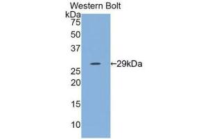 Western blot analysis of the recombinant protein. (IL12A antibody  (AA 23-219))