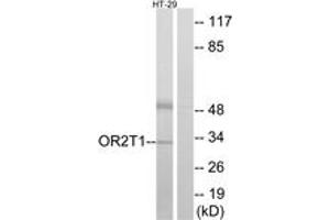 Western blot analysis of extracts from HT-29 cells, using OR2T1 Antibody.