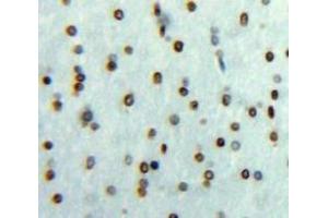#VALUE! (EGR3 antibody  (AA 98-363))
