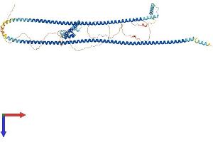 Coiled-Coil Domain Containing 177 (CCDC177) (AA 1-706) protein (His tag)