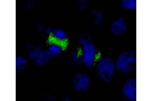 Immunofluorescence (IF) image for anti-Centromere Protein F (CENPF) (AA 1800-1850) antibody (ABIN7448384)