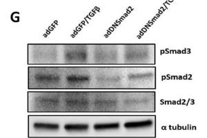 Western Blotting (WB) image for anti-Tubulin, alpha 1B (TUBA1B) (C-Term) antibody (ABIN964563)