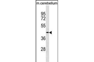 TMOD2 Antibody (N-term) (ABIN1539293 and ABIN2849906) western blot analysis in mouse cerebellum tissue lysates (35 μg/lane).