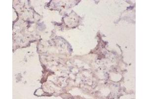 Immunohistochemistry of paraffin-embedded human placenta tissue using ABIN7162930 at dilution of 1:50 (Peroxiredoxin 1 antibody  (AA 1-199))