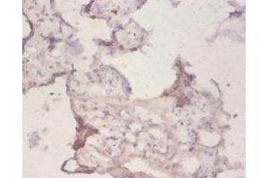 Immunohistochemistry of paraffin-embedded human placenta tissue using ABIN7162930 at dilution of 1:50 (Peroxiredoxin 1 antibody  (AA 1-199))