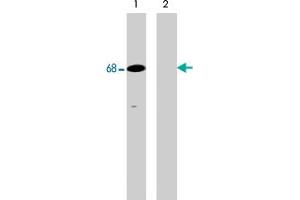 Western blot analysis of human Jurkat cells treated with pervanadate (1 mM) for 30 min (lanes 1 & 2). (SHP1 antibody  (pTyr536))