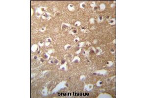 TMCC3 Antibody (Center) (ABIN657269 and ABIN2846361) immunohistochemistry analysis in formalin fixed and paraffin embedded human brain tissue followed by peroxidase conjugation of the secondary antibody and DAB staining. (TMCC3 antibody  (AA 133-162))