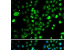 Immunofluorescence analysis of A549 cells using PRDM5 Polyclonal Antibody (PRDM5 antibody)