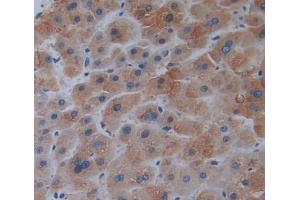 Used in DAB staining on fromalin fixed paraffin- embedded liver tissue (ERP29 antibody  (AA 42-173))