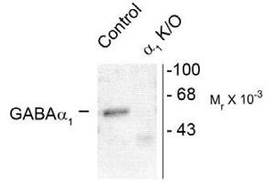 Image no. 1 for anti-gamma-aminobutyric Acid (GABA) A Receptor, alpha 1 (GABRA1) (Cytoplasmic Domain) antibody (ABIN221174) (GABRA1 antibody  (Cytoplasmic Domain))