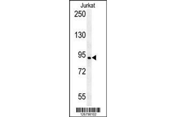 AXIN2 antibody  (AA 816-843)