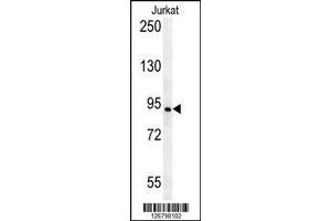 AXIN2 antibody western blot analysis in Jurkat lysate (AXIN2 antibody  (AA 816-843))