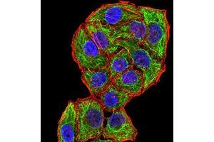 Immunofluorescence analysis of Hela cells using CPV-VP2 mouse mAb (green). (CPV-VP2 (AA 1-128) antibody)