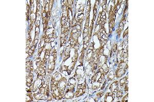 Immunohistochemistry of paraffin-embedded mouse stomach using J Rabbit pAb (ABIN7268040) at dilution of 1:100 (40x lens).