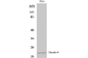 Western Blot analysis of Hela cells using Claudin 4 Polyclonal Antibody at dilution of 1:2000. (Claudin 4 antibody)