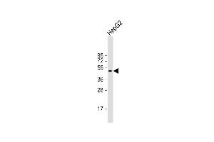 Anti-BCL6B Antibody (Center) at 1:2000 dilution + HepG2 whole cell lysate Lysates/proteins at 20 μg per lane.
