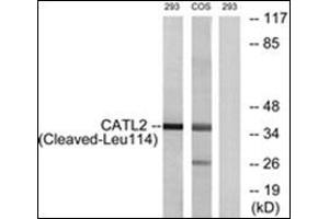Western blot analysis of extracts from 293/COS cells, treated with etoposide 25uM 1h, using CATL2 (Cleaved-Leu114) Antibody.
