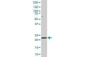 RAB4A MaxPab polyclonal antibody. (Rab4 antibody  (AA 1-218))