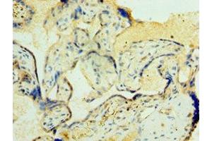 Immunohistochemistry of paraffin-embedded human placenta tissue using ABIN7162273 at dilution of 1:100 (ORC4 antibody  (AA 187-436))