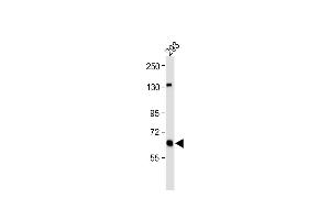 All lanes : Anti-GLS Antibody (C-term) at 1:1000 dilution Lane 1: 293 whole cell lysate Lysates/proteins at 20 μg per lane. (Glutaminase antibody  (C-Term))