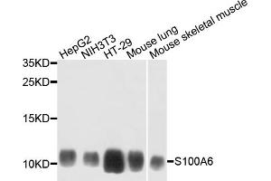 Western blot analysis of extracts of various cell lines, using S100A6 antibody (ABIN5972252) at 1/1000 dilution. (S100A6 antibody)