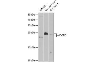 Western blot analysis of extracts of various cell lines, using DCTD antibody  at 1:1000 dilution.