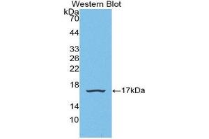 Western Blotting (WB) image for anti-Small Nuclear Ribonucleoprotein D1 Polypeptide 16kDa (SNRPD1) (AA 1-119) antibody (ABIN2116525) (SNRPD1 antibody  (AA 1-119))