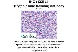 Image no. 1 for anti-Chemokine (C-C Motif) Receptor-Like 2 (CCRL2) (2nd Cytoplasmic Domain) antibody (ABIN1732792) (CCRL2 antibody  (2nd Cytoplasmic Domain))