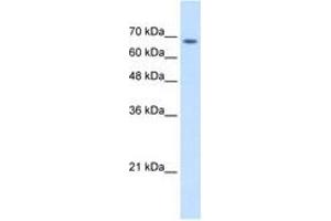 TM9SF1 antibody  (AA 201-250)