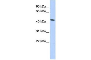 Western Blotting (WB) image for anti-Potassium Inwardly-Rectifying Channel, Subfamily J, Member 1 (KCNJ1) antibody (ABIN2458147) (KCNJ1 antibody)