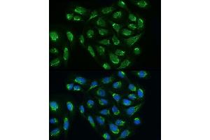 Immunofluorescence analysis of U2OS cells using B Rabbit pAb (ABIN6131454, ABIN6137226, ABIN6137227 and ABIN6224284) at dilution of 1:200 (40x lens). (ATAD3B antibody  (AA 1-240))