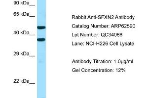 Western Blotting (WB) image for anti-Sideroflexin 2 (SFXN2) (C-Term) antibody (ABIN971689) (SFXN2 antibody  (C-Term))