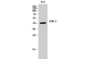 Western Blotting (WB) image for anti-Mitogen-Activated Protein Kinase 1 (MAPK1) (Internal Region) antibody (ABIN3175018) (ERK2 antibody  (Internal Region))