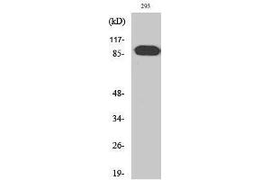 Western Blotting (WB) image for anti-rho Guanine Nucleotide Exchange Factor (GEF) 19 (ARHGEF19) (Internal Region) antibody (ABIN3183362)