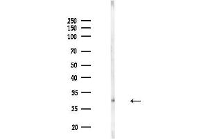 anti-Olfactory Receptor, Family 4, Subfamily L, Member 1 (OR4L1) (C-Term) antibody
