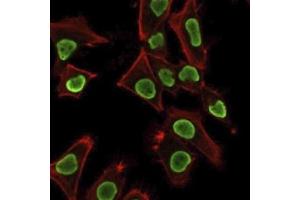 Immunofluorescence staining of PFA-fixed HeLa cells using Histone H1 Rabbit Recombinant Monoclonal Antibody (AE-4) followed by goat anti-mouse IgG-CF488 (green). (Recombinant Histone H1 antibody)