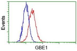 Image no. 2 for anti-Glucan (1,4-alpha-), Branching Enzyme 1 (GBE1) antibody (ABIN1498396) (GBE1 antibody)