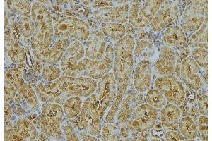 ABIN6272991 at 1/100 staining Mouse kidney tissue by IHC-P. (CHMP2A antibody  (Internal Region))