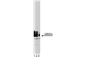 Western blot analysis of Paxillin on a A431 lysate. (Paxillin antibody  (AA 1-557))