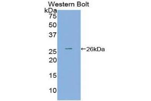 Western Blotting (WB) image for anti-Nectin cell adhesion molecule 3 (NECTIN3) (AA 90-293) antibody (ABIN1860377)