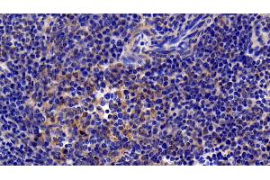 Detection of NFkB in Porcine Spleen Tissue using Polyclonal Antibody to Nuclear Factor Kappa B (NFkB) (NFkB antibody  (AA 352-439))