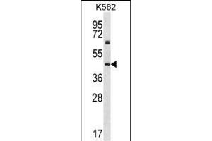 KRT12 Antibody (C-term) (ABIN656663 and ABIN2845904) western blot analysis in K562 cell line lysates (35 μg/lane). (KRT12 antibody  (C-Term))