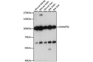 Western blot analysis of extracts of various cell lines, using ADAMTS1 antibody. (ADAMTS1 antibody)