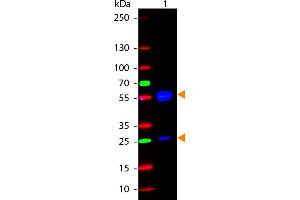 WB - Human IgG (H&L) Antibody 488 Conjugated Western Blot of Rabbit anti-Human IgG 488 Conjugated Antibody. (Rabbit anti-Human IgG Antibody (DyLight 488) - Preadsorbed)
