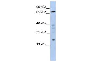 Western Blotting (WB) image for anti-Zinc Finger Protein 510 (ZNF510) antibody (ABIN2458365) (ZNF510 antibody)