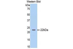 Western Blotting (WB) image for anti-Interleukin 23 (IL23) (AA 22-196) antibody (ABIN1859405) (IL23 antibody  (AA 22-196))