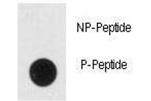 Dot blot analysis of phospho-NSE antibody.